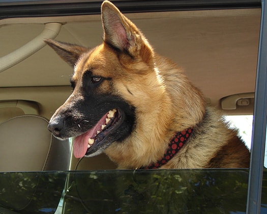 Hunde im Autofenster